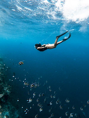 A diver snorkeling above a school of small fish, exploring clear blue water near a reef, with sunlight sparkling on the surface.