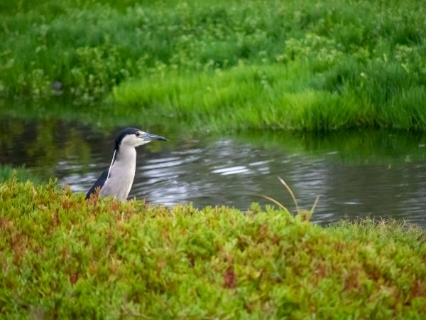 A heron stands by a calm riverbank with green shrubs and lush grass beside the water.