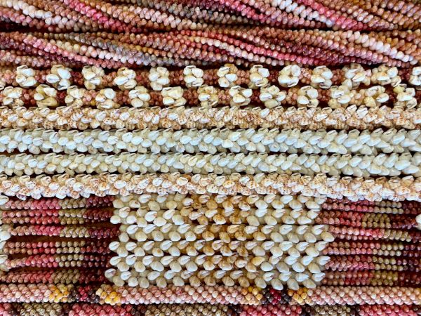 Colorful, glossy corn cobs stacked in rows, showing kernels in red, yellow, white, and blue hues.