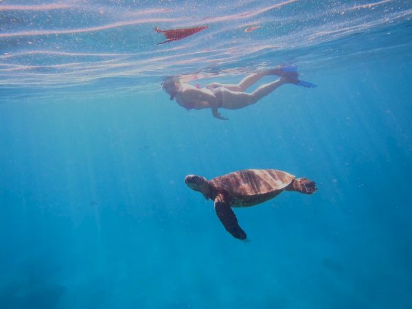 Two sea turtles glide through clear blue water, with a swimmer above them basking in sunlight.
