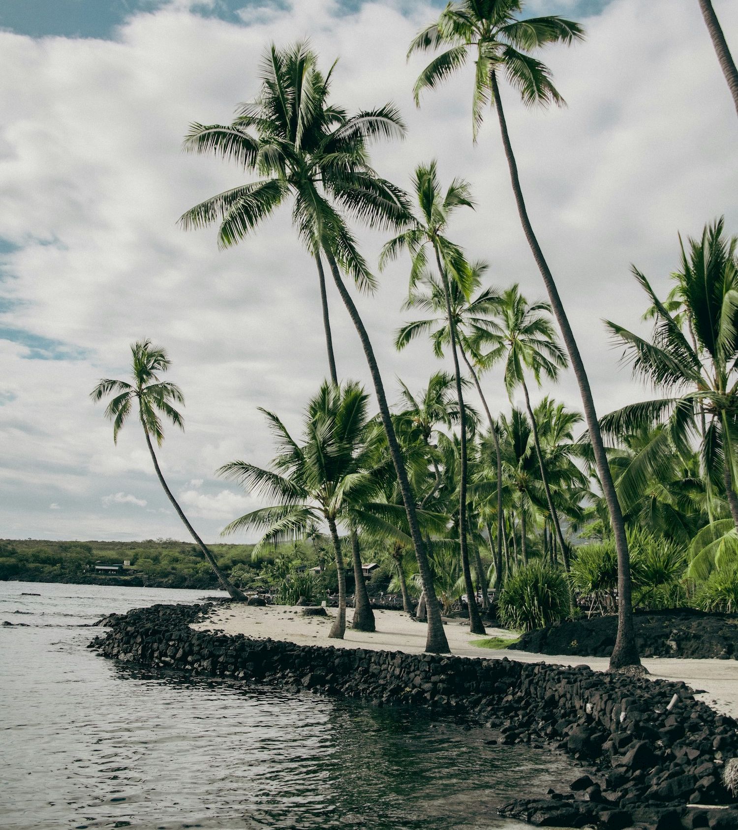 A tropical coastal scene with tall palm trees, a rocky shoreline, and calm water under a partly cloudy sky, evoking a serene island vibe.