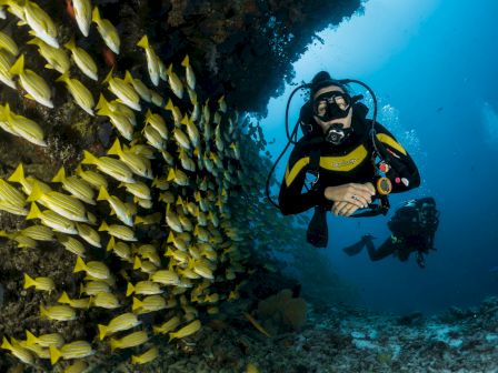 A diver explores a vibrant coral wall swarming with yellow fish, gliding underwater with gear, surrounded by blue ocean depth.