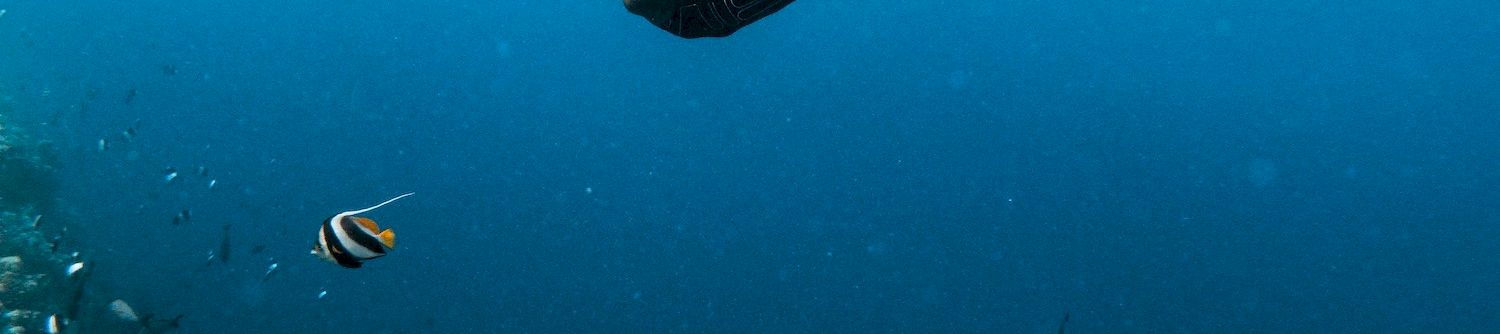 A snorkeler glides above a school of small fish in clear blue water, exploring a vibrant reef ecosystem below the surface.