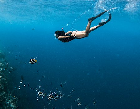 A snorkeler glides above a school of small fish in clear blue water, exploring a vibrant reef ecosystem below the surface.